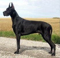 При всем уважении к спасателям, но в этой дворняге от питбуля намного больше, чем от датского дога, дог если что ниже: