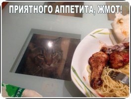 Эти собаки так трогательно выпрашивают еду, что им невозможно отказать!