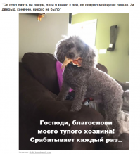 Эти собаки так трогательно выпрашивают еду, что им невозможно отказать!