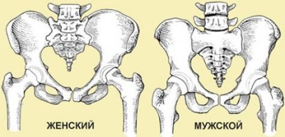 Мужской от женский скелет можно отличить даже простой человек - у женщин таз шире.
