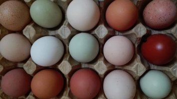 Про кур это хорошо сказано.
Куры - это одно из моих последних увлечений. Одни только разноцветные яйца чего стоят!