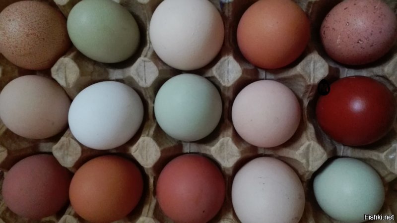 Про кур это хорошо сказано.
Куры - это одно из моих последних увлечений. Одни только разноцветные яйца чего стоят!