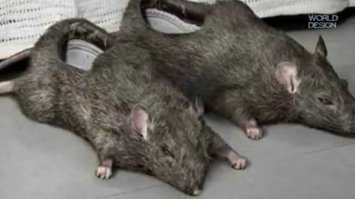 15 гениальных образцов моды для смельчаков из народа