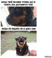 Забавные собаки, выпрашивающие еду. Часть 2