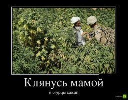 Веселые фотки с надписями