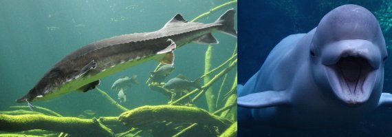 Ну во первых белуга-это не кит. 
Во вторых самолет совсем не похож на белугу. Скорее эта куета похоже на белуХу