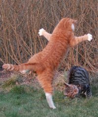 Очень колоритные уличные коты