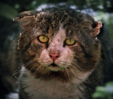 Про кота-воина

Первые десять лет жизни он был просто Кот. Сильная, наглая тварь серо-коричневого окраса, с плотной длинной шерстью, сбившейся на боках в вечные колтуны. Непроходящие глубокие царапины на морде и изодранные в лохмотья уши придавали ему совершенно бандитский вид.
На просторах нашей старой и запущенной квартиры он, как гордый и свободный нохча, жил грабежом и разбоем. За ее пределами не брезговал и насилием. Требовал соблюдения прав и клал свой маленький, но изрядно натруженный [censored] на все обязанности. Будучи центровым по району, он немилосердно пиcдил всех окрестных котов, совершенно неадекватно отвечая на малейшие поползновения в свою сторону. Порой казалось, что в него вселился несгибаемый дух великого каратиста Масутацы Оямы, именно с таким неистово-киокушиновским напором бросался он на всех соперников, сметая их, разметая в пух и прах даже мысли о каком-то сопротивлении. Имя у него появилось лишь тогда, когда подросла дочь, и назвала его для унификации Тима, так же как и тещиного домашнего засюсюканного уйобка, вечно ссущего под диваном. Кот же был суров. Принимая меня за равного, жену и дочь он определенно ставил ниже себя в семейной иерархии и относился к ним со снисходительным презрением. Малая, подрастая приняла такой расклад как есть , жена же, получив в руки штурвал управления мною, попыталась было с наскока подмять под себя и Кота. Однако <span style='color:gray'>[мат]</span>! Натыкаясь в финальной стадии бурного медовомесячного соития на угрюмо насупленный, как у седьмой бэхи, полуприщур, сквозь который Кот брезгливо наблюдал за хозяйской потной возней она каждый смущалась, и прервавшись на полуфрикции запахивалась в простыню, требуя убрать это наглое животное . Добившись нужного результата Кот задрав хвост уходил сам. Гордость никогда не позволяла ему просить, он всегда или требовал или брал с боем. Заботливо положенная женой в чистую мисочку еда заветривалась и пропадала. Голодный и злой, он снисходил до участия в семейном обеде: усевшись перед столом на свободный табурет клал голову на стол и закрывал глаза, демонстрируя полное безразличие к происходящему. Но стоило отвлечься лишь на секунду   из под стола стремительным хуком вылетала растопыренная, с выпущенными когтями, лапа и неуловимым движением выхватывала с ближайшей тарелки котлету или сосиску. Такую же точно, как в его миске. Заслуженно получив от меня увесистого пинка, он не выпуская добычу пролетал юзом кухню и прихожую и с грохотом врезавшись в дверь ванны как ни в чем не бывало поднимался и гордо задрав хвост шел обратно, чтобы у моих ног спокойно съесть честно заработанный кусок. Мы, несмотря ни на что, уважали друг друга, но и правила тоже надо было соблюдать. Закон есть закон. Он был из первого помета соседской кошки. Первый помет как говорят всегда самый сильный. Три серых дымчатых и один грязно-коричневый. Наглым он был с рождения   в то время как другие котята ,найдя свободную сиську затихали и насыщались, он возмущенно пищА ползал вокруг мамаши, игнорируя свободные соски, до тех пор, пока не отгонял кого-нибудь из братьев и не занимал его место. Рыба была его страстью. Любая: жареная, вареная, соленая, мороженная, протухшая. Но особенно живая. Еду он добывал виртуозно. Как опытный футболист при подаче углового, сломя голову летел на звук открываемого холодильника и путаясь под ногами пытался в суматохе реализовать розыгрыш стандарта. Ни один факт изъятия чего-либо съестного не приходил мимо его нарочито безразличного взора. Все забытое или оставленное хоть на минуту становилось его законной добычей. Поэтому мясо и рыба путешествовали по дому в короткий пас, как шарик у базарного наперсточника, не оставаясь неприкрытыми ни минуты. Рыба же его чуть не сгубила. Списдив как-то ночью у соседей через открытую форточку отрезанный хвост здоровенного, килограмма на три чебака, он припер его конечно же домой, и попытался съесть на ковре в гостиной. Банкет закончился тем, что одна из костей, застряв в горле, проткнула ему пищевод и трахею. Я нашел его около шести утра в забившимся под кухонный уголок. Изо рта шла пена, и сам он был похож на рыбу-шар. Часть выдыхаемого воздуха через дырку поступала под кожу, и Кот надувался буквально на глазах. Было утро субботы. Ветеринарка в этот день работала с 12-ти. Нужно было срочно принимать меры. Роль спасителя была возложена на соседку   75 летнюю еврейку, гинеколога в отставке. Разбуженное ни свет ни заря, бабушко-божий одуванчик с голубыми волосами немного поворчало, но отказать не смогло. Тщательно, по Спасокукоцкому-Кочергину , вымыв желтые костлявые ручонки, и надев резиновые перчатки потухшее светило отечественной гинекологии уверенным шагом победителя вошло на кухню. -Котик, открой- ка ротик. В руке ее в лучах восходящего солнца блистало полированной нержавейкой нечто, напоминающее формой одновременно утиный клюв, большую прищепку и мужской уд. Врожденная сметливость подсказала мне, что данный прибор можно смело назвать <span style='color:gray'>[мат]</span>. Мои подозрения косвенно подтвердила жена, которая ойкнула, покраснела и стыдливо спряталась в ванну. Удивленный подобной ретирадой Кот небезосновательно решил, что сейчас это устройство, видевшее <span style='color:gray'>[мат]</span> больше чем интернет-эксплорер, будут совать ему в рот, и перешел к активной обороне, нанеся несколько глубоких царапин своей потенциальной спасительнице. Бой завершился техническим нокаутом и за явным преимуществом одной из сторон. Пока бабулька, желая Коту различных долгих и мучительных смертей, залечивала боевые раны, я через <span style='color:gray'>[мат]</span> нашел таки телефон девченки   ветеринарши. Договорились на девять. Ветеринарка в нашем городе представляет собой большой кирпичный ангар дореволюционной постройки с бетонным полом. Посреди помещения вмонтирован станок для садомазохистских игрищ с крупным рогатым скотом. За хлипкой ширмочкой стоит обитый металлом стол. Это операционная. Очередная спасительница являет собой полненькую молодую перепуганную девицу, к тому же из моей школы, но лет на пять помладше. - Меня зовут Лена, и ты мне будешь помогать - заявляет она  Крови не боишься? - Боюсь конечно, а что делать то  К этому моменту Кот заполнил собой всю спортивную сумку , в которую был посажен для транспортировки и ее пришлось разрезать. Вколов ему во внутреннюю поверхность бедра какуюто хрень, Лена убежала готовить  операционную . - Он сейчас отрубится, и заноси. Кот не отрубался . Через пять минут укол повторили. Потом еще. Наконец через полчаса, когда Лена, по ее словам вкатила уже дозу для теленка, страдалец отправился таки в царство Морфея. Меня начало подташнивать сразу, как только она стала привязывать кошачьи лапы к столу. Ненавижу медицинские запахи. Распластав кота пузом кверху она заставила меня держать его голову , а зама засунув глубоко в пасть пинцет вытащила оттуда здоровенную зазубренную костомаху. - Этого мало. Нужно его сдуть и обязательно зашить трахею. Я буду резать, а ты держи шею. Можешь не смотреть. Легко сказать держи шею   Кот к тому времени стал похожим на надутую резиновую перчатку, и понятие шеи было у него столь же относительно, как понятие талии у Лены. Пфииииить   легонько раздалось из кота в тот момент , когда она сделала первый надрез. Я почувствовал дующую снизу в лицо тоненькую струю воздуха, почему-то пахнущего свежей рыбой. В тот же миг я добавил к нему густой аромат вчерашнего борща и утренних котлет, веером расплескав их вокруг операционного стола. -Все? Как ни в чем не бывало поинтересовалась Лена   а теперь сдуваем. И мы стали в четыре руки сгонять воздух к разрезу на горле, так как будто сдували матрас на пляже. После того, как Кот стал похожим на сдувшийся шарик (или г0ндон - кому как нравится), началось самое интересное   ОПЕРАЦЫЯ! По моим ощущениям, когда на преддипломной практике резали котов - у Лены были месячные, ну или там аборт. Тему эту она пропустила. В общем, поиски трахеи превратились в поиски клитора у экипажа подводной лодки. Если б не моя смекалка- искали бы до сих пор. Мылом, говорю, помажь   где пузыри будут, там и дырка. И блеванул еще раз. Но уже в лоток с инструментами, по культурному. А потом вдруг вспомнил, как у Булгакова про трахеотомию читал. Режь, говорю глубже. Нашла  Кот в этот момент не знаю с чего начал приходить в себя и метаться на операционном столе, укусил Лену, умудрился освободить задние лапы и снес ими на пол все инструменты. Затем изодрал мне все руки и попытался встать. Несгибаемая русская женщина, оттолкнув меня, грудью придавила к столу беснующегося и всадила ему еще дури. Или святой воды, не помню, потому что мне стало плохо  Той же ночью, Кот получил от жены погоняло Черч   в честь приснопамятного котика из кладбища домашних животных Кинга. Часа в три ночи, несущаяся сломя голову и ноги в туалет, супружница была встречена ковыляющим, пошатываясь, на негнущихся ногах шарообразным существом , издающим булькающее- каркающие звуки. Начался отходняк и кота пробило на хавчик. Пожрав, он забрался к нам на кровать и принялся вылизывать мне руки. Впервые за всю новейшую историю. Подозреваю, что это было проявление благодарности. Немигающие глаза его при этом были широко открыты и на них были видны прилипшие волоски и кусочки мусора.  Каждый человек сеет, что умеет и пожинает плоды(с)  Надуваться Кот потом конечно постепенно перестал, но мяукать так не научился. А злополучный тот рыбий хвост он на следующий день таки нашел и доел, для него это было делом принципа. Ибо путь воина   это путь смерти.

Источник: