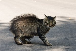 Очень колоритные уличные коты