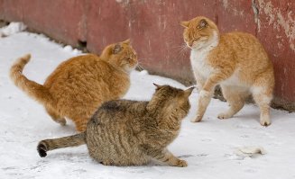 Очень колоритные уличные коты