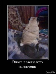 Победители конкурса "Лучший собачий фотограф года"