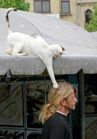 Очень колоритные уличные коты