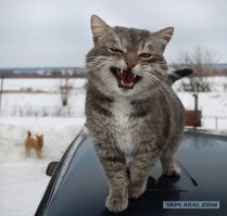 Очень колоритные уличные коты