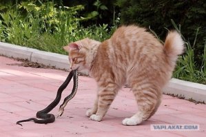 Очень колоритные уличные коты