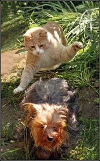 Очень колоритные уличные коты