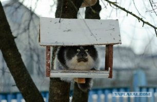 Очень колоритные уличные коты