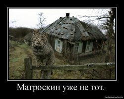 Очень колоритные уличные коты