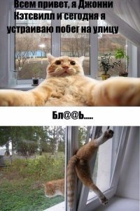 Очень колоритные уличные коты