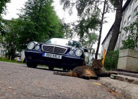 Очень колоритные уличные коты