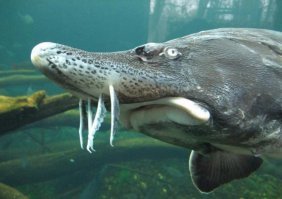 А ежели так?