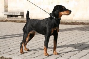 Ну не знаю, мою "сколопендру" ещё надо за хвост подёргать, подразнить типа дай, дай! А чтобы выпрашивать, не будет - хоть сдохни!:)