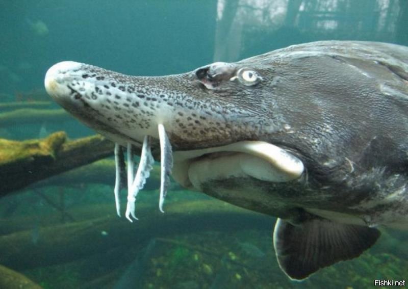 А ежели так?