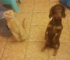 Когда мы садимся есть, на кухню приходят суслики.