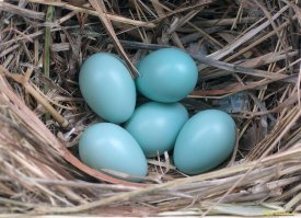 забейте в яндекс "голубые яйца кур... и перелайкайте плиз..