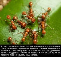 О муравьях: описание и особенности вида