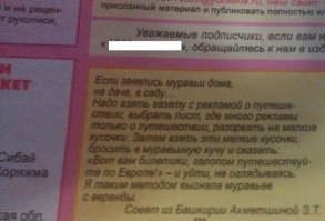 О муравьях: описание и особенности вида