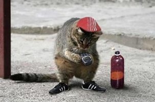 Очень колоритные уличные коты