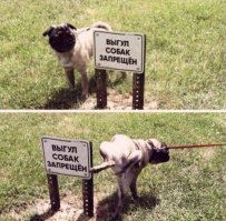 Порция новых необычных запретов, размягчающих мозг