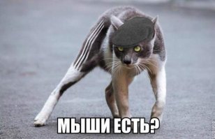 Очень колоритные уличные коты