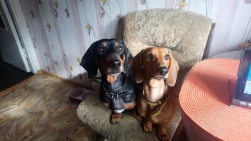 мои попрошайки) последний кусочек бутера обязательно им, следят, чтобы не забыла об этом))) так проходит завтрак))