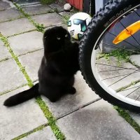 А вот велоцараптор