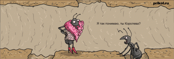 Виды муравьев в России и мире