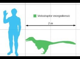 Супер!

Автор, вот Велоцераптор.