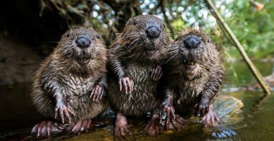 Всем бобра в семейной жизни