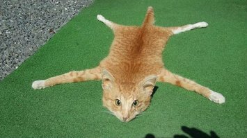 Художник из Японии делает из шерсти гиперреалистичные кошачьи портреты