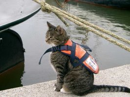 У кота должен быть спасательный жилет!