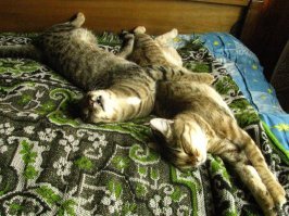 У меня бы рука не повернулась минуснуть, даже если это пост моего лютого врага (тем более - скажу без ложнок скромности - такой милый пост).
.