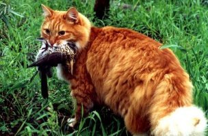 Чувак, заведи кошака. Проблемы не будет.