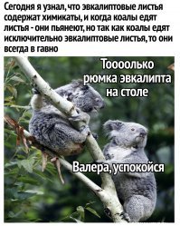 Обнаружена самая невезучая коала в мире
