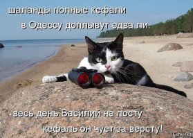 Кот плывет на лодке и внимательно изучает воду за бортом