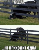 Обнаружена самая невезучая коала в мире