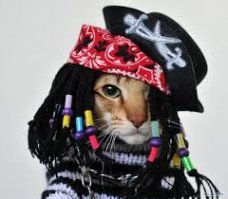 Кот плывет на лодке и внимательно изучает воду за бортом