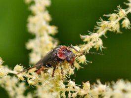 Жук-пожарник