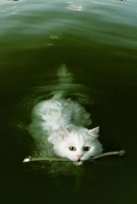 Кот плывет на лодке и внимательно изучает воду за бортом