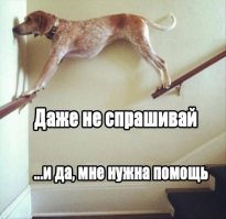 50 четвероногих чудаков, попавших в неловкие ситуации