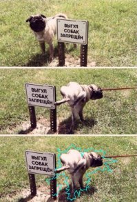 Порция новых необычных запретов, размягчающих мозг